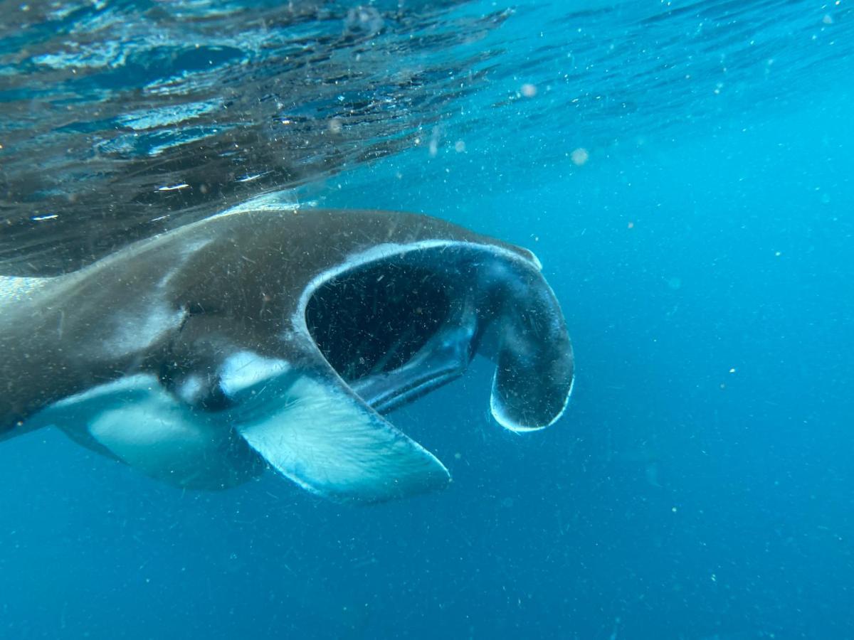 Warahnus Dive Homestay Kri エクステリア 写真